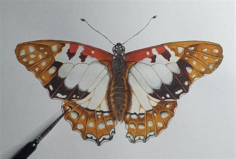 Feb 17, 2017 · Learn how to draw a butterfly real easy, with step by step, spoken instructions.Learn to draw with Shoo Rayner - https://www.shoorayner.commusic by @cleffern... 